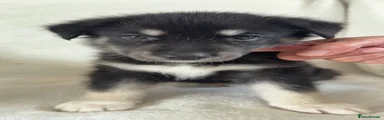 Shepsky 11