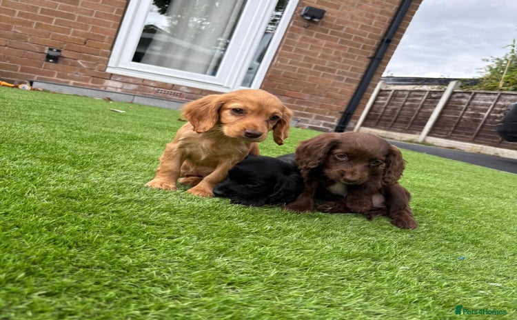 Cocker Spaniel dogs - Advert 14