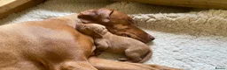 Hungarian Vizsla dogs for sale: KC Reg HV Pups, COI 1.3% ,Hip Scored For Sale in Peterlee - Advert 3
