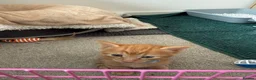 Mixed Breed cats for sale: 2 mixed breed male kittens - Advert 5
