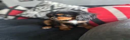 Cavalier King Charles Spaniel dogs for sale: Beautiful cavalier King Charles spaniel  - Advert 6