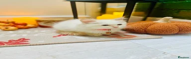 Ragdoll 4