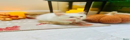 Ragdoll cats for sale: Pedigree ragdolls with docs and certificates - Advert 7