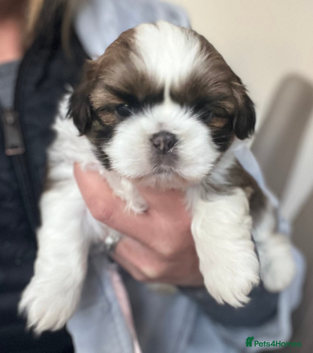 Shih Tzu dogs for sale: Shih tzu  in Havant - Image 9