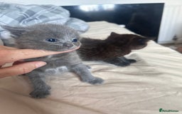 Ragdoll cats for sale: Cross ragdoll and british blue - Image 1