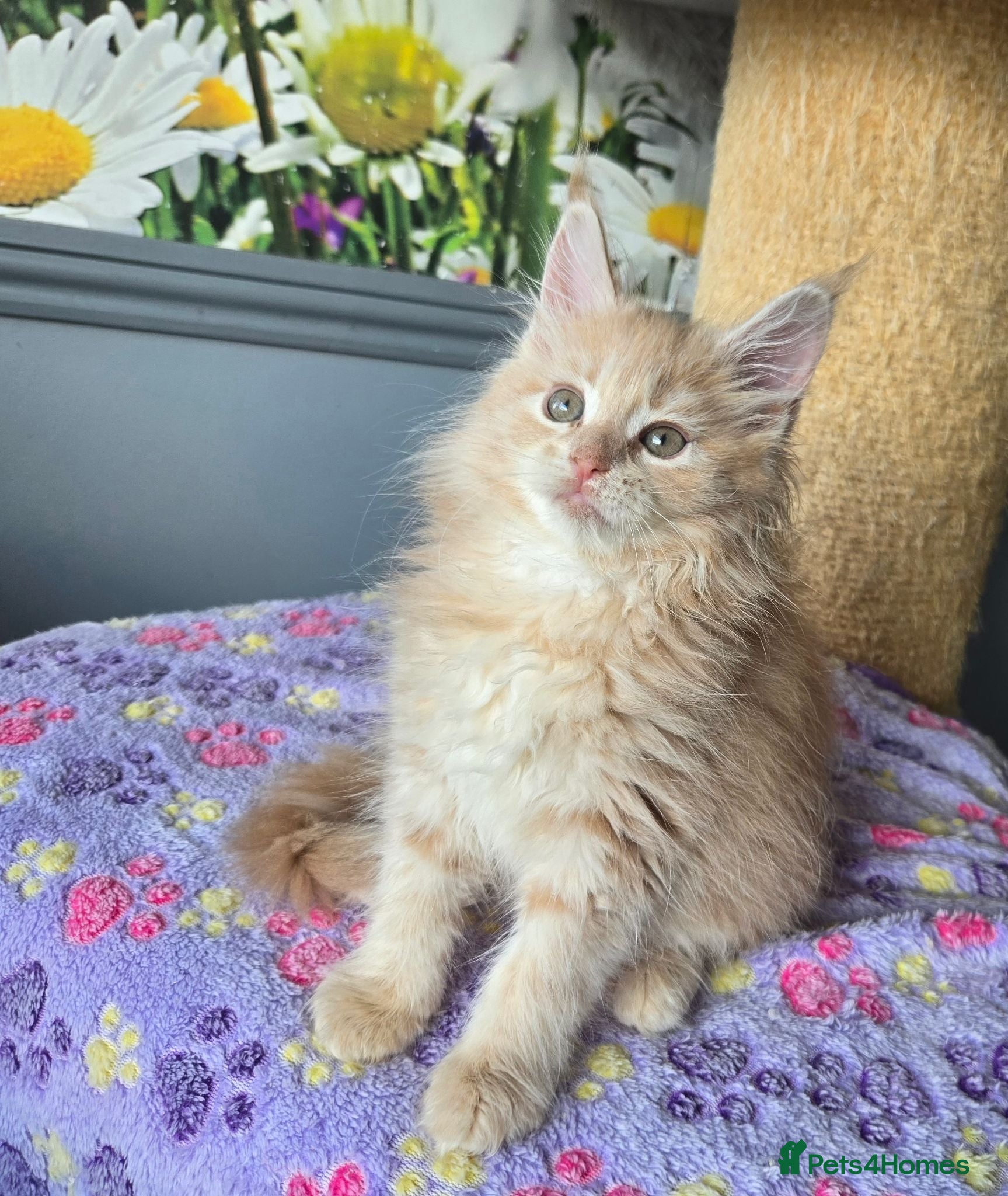 Maine Coon cats Stunning TICA Maine Coon kittens - Advert 2