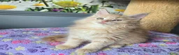 Maine Coon cats for sale: Stunning TICA Maine Coon kittens - Advert 5
