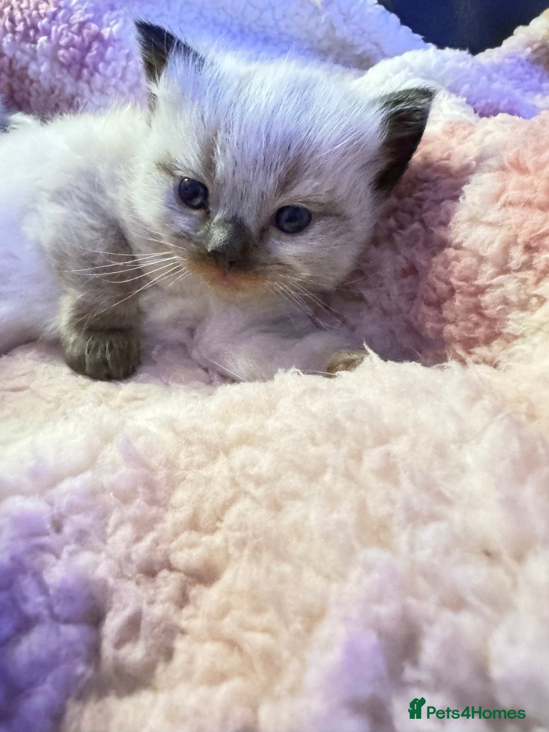 Ragdoll cats for sale: 1 beautiful  boy seal point ragdoll kitten   - Advert 6