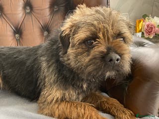 Border Terrier dogs MEET FINN in Maidstone - Advert 1