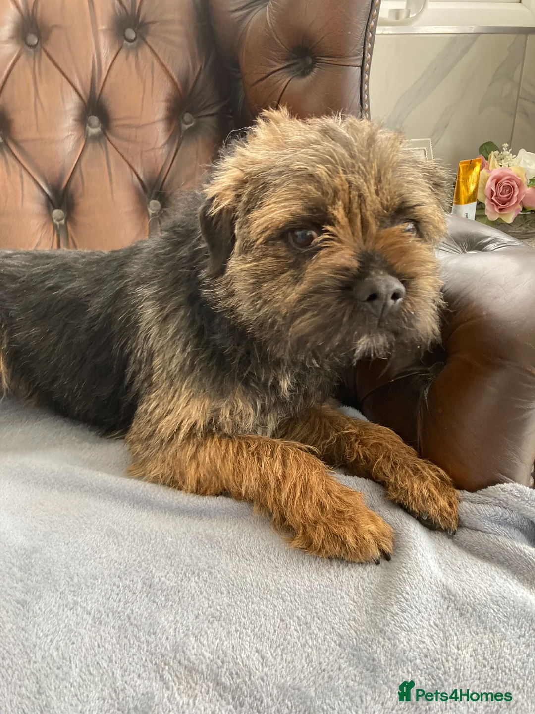 Border Terrier dogs for stud: MEET FINN in Maidstone - Advert 1