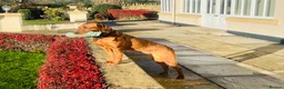 Labrador Retriever dogs for sale: EXCEPTIONAL KC Reg Fox Red with FTCH Lineage - Advert 22