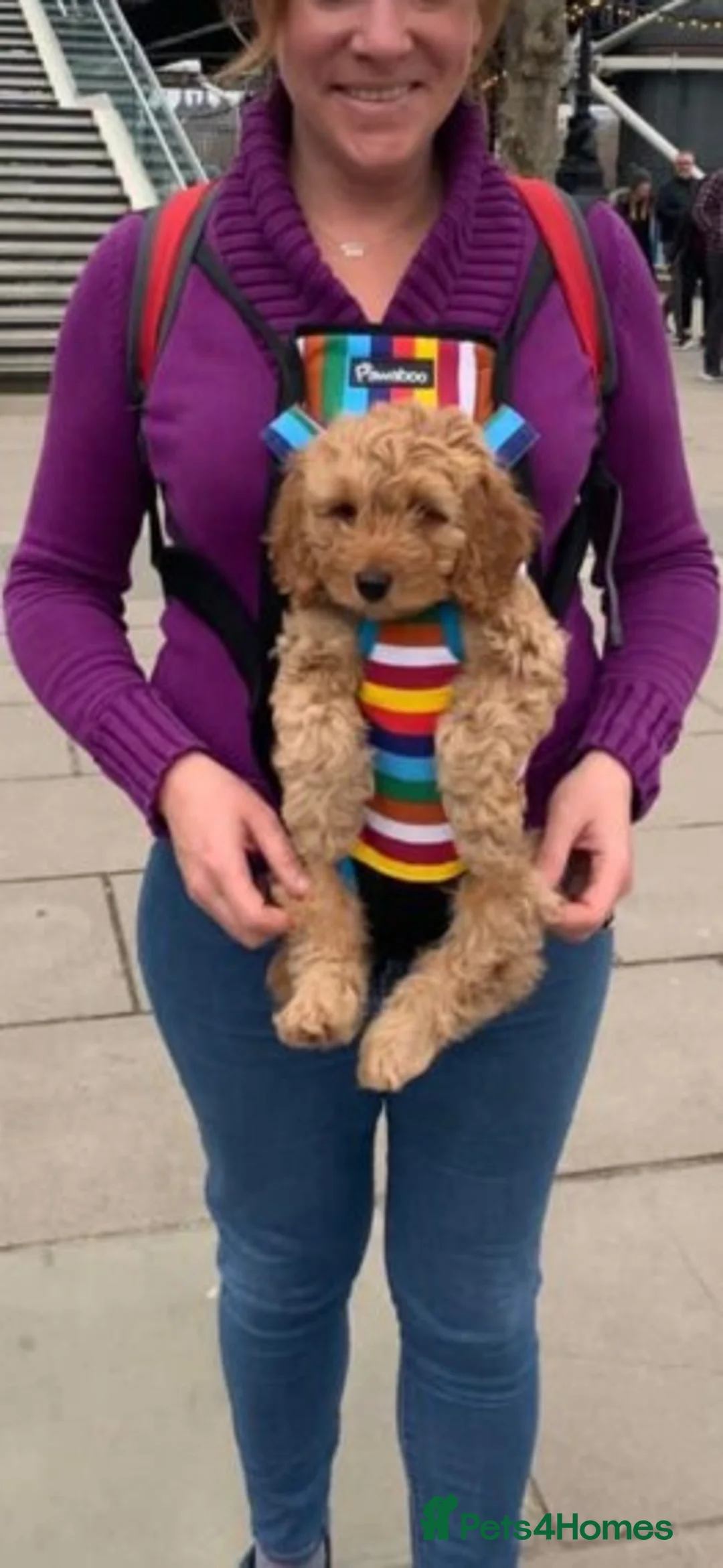 Toy Poodle dogs for stud: ❤️ Health Tested Beautiful red poodle for stud❤️ in Colchester - Advert 9