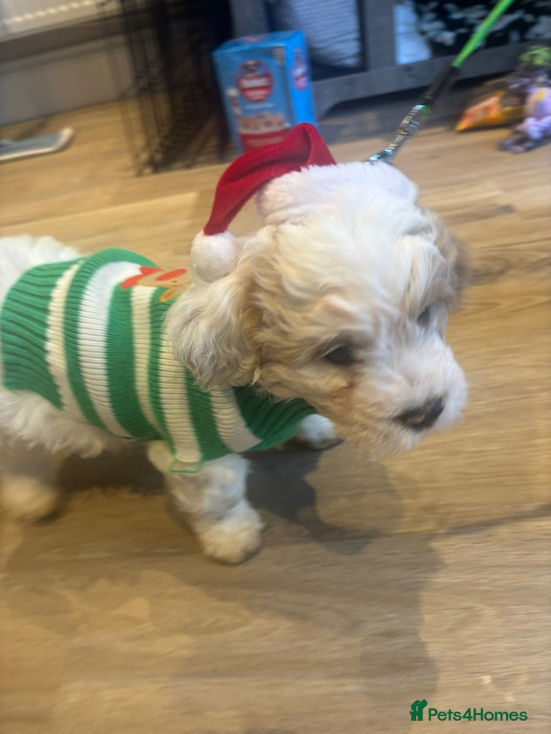 Cavapoochon dogs for sale: Cavapoochon  - Advert 7