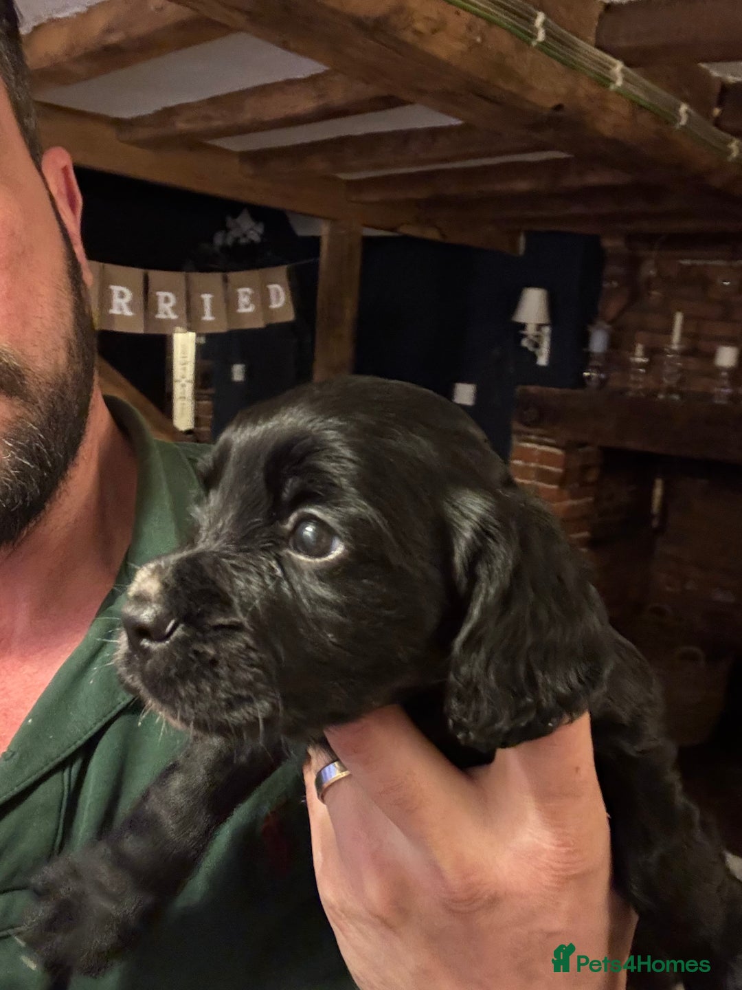 Cocker Spaniel dogs for sale: Working cocker spaniel pup - Advert 1