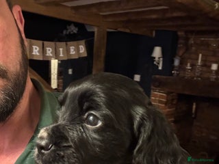 Cocker Spaniel dogs Working cocker spaniel pup - Advert 1