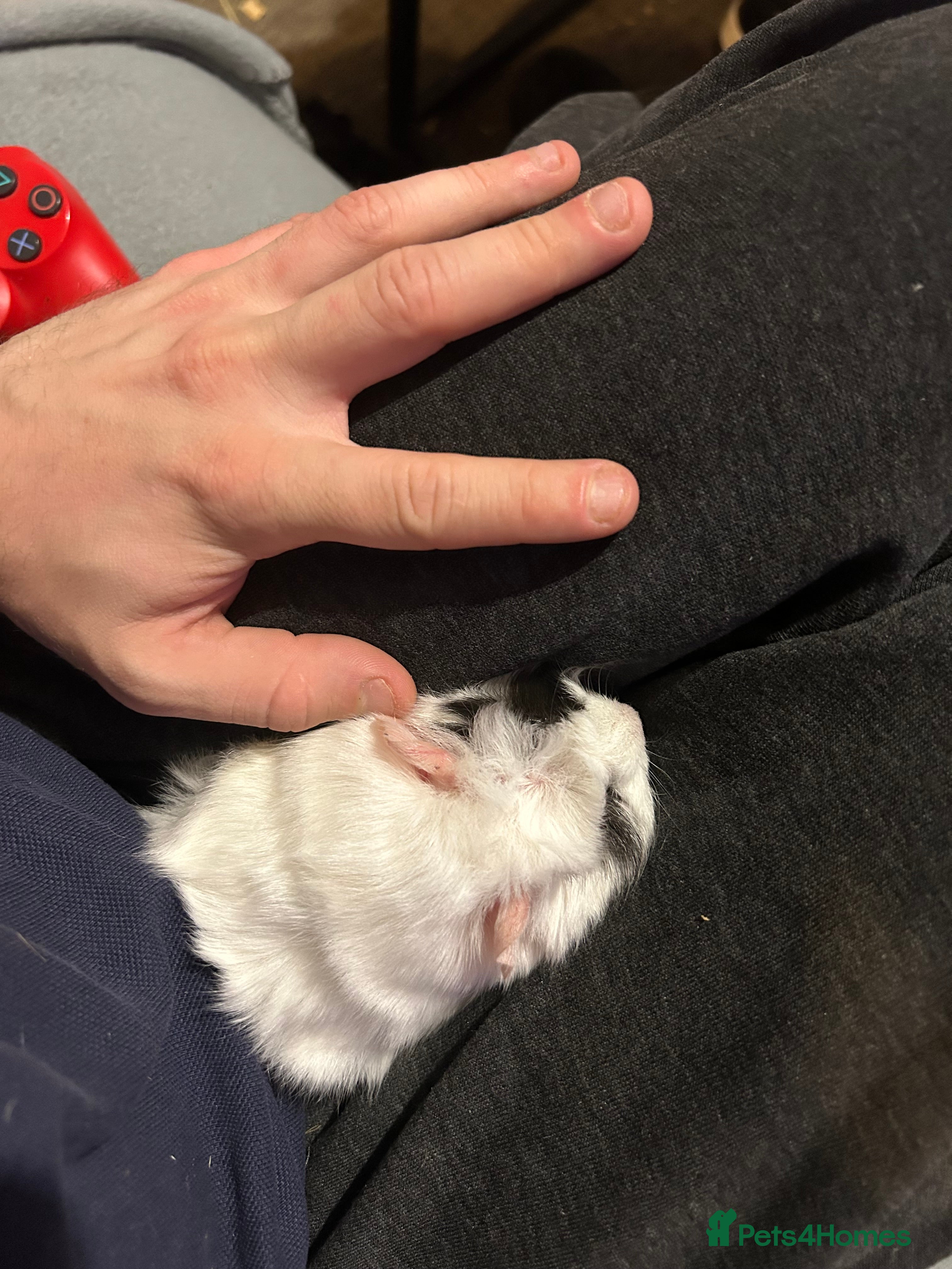 Guinea Pig rodents Super Cute/fluffy Rosetta Guinea Pigs  - Advert 8