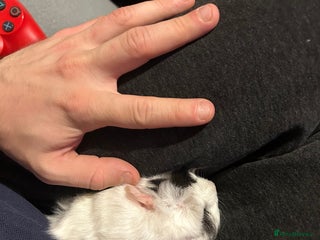 Guinea Pig rodents Super Cute/fluffy Rosetta Guinea Pigs - Advert 8