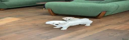 Bichon Frise dogs for sale: Two gorgeous puppies 🤍 - Advert 6
