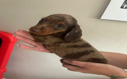 Miniature Dachshund dogs for sale: Beautiful daschund puppies - Image 5