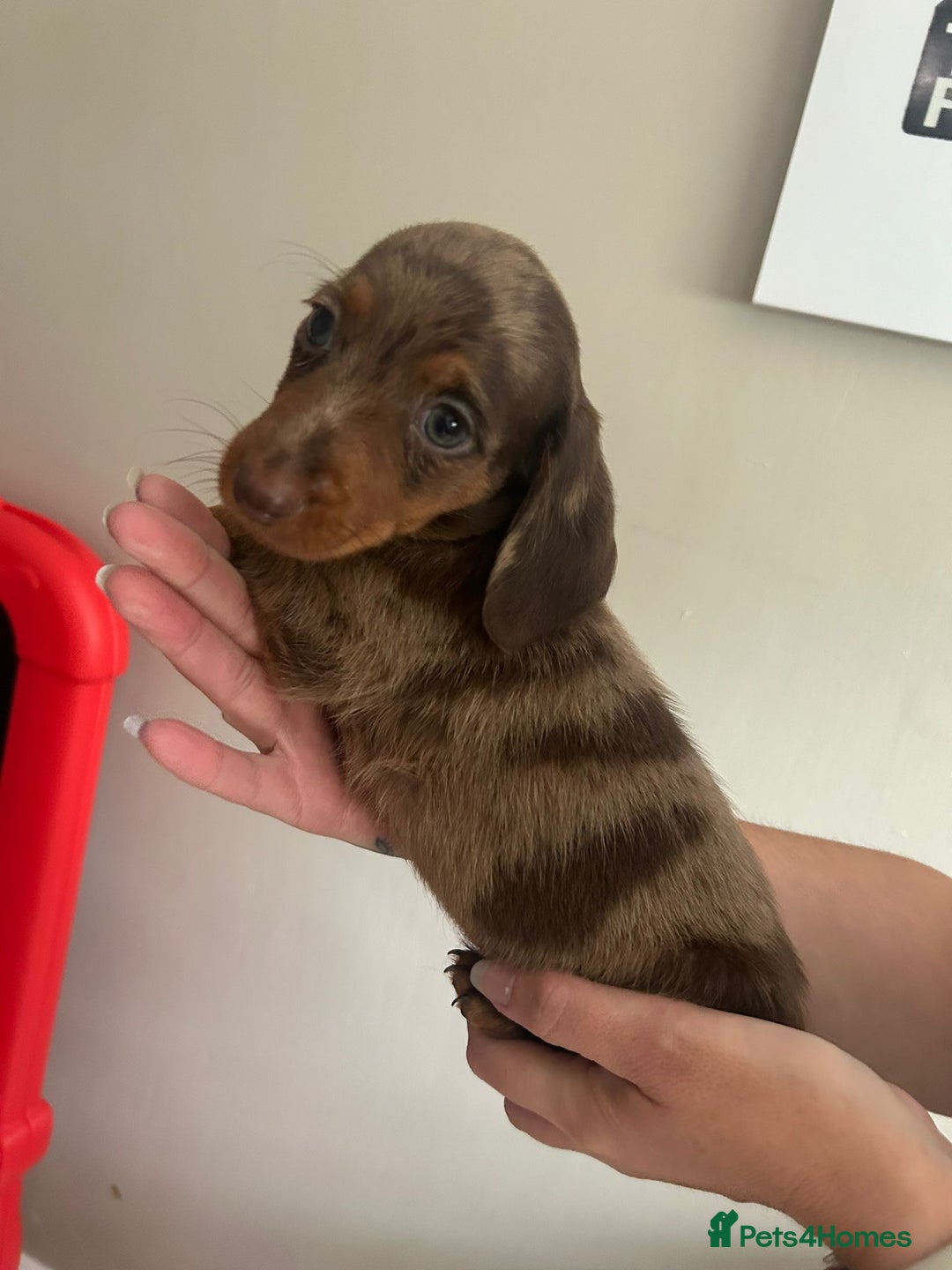 Miniature Dachshund dogs for sale: Beautiful daschund puppies - Image 5