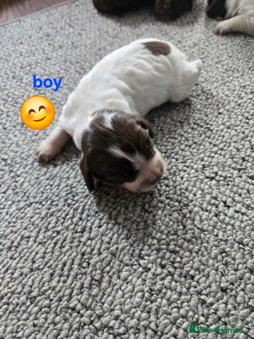 Sprocker dogs for sale: 7 Beautiful Sprockers available in Mansfield - Advert 24