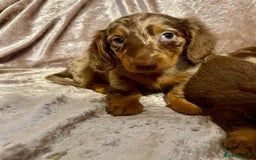 Miniature Dachshund dogs for sale: Long haired Dachshund puppies  - Image 5