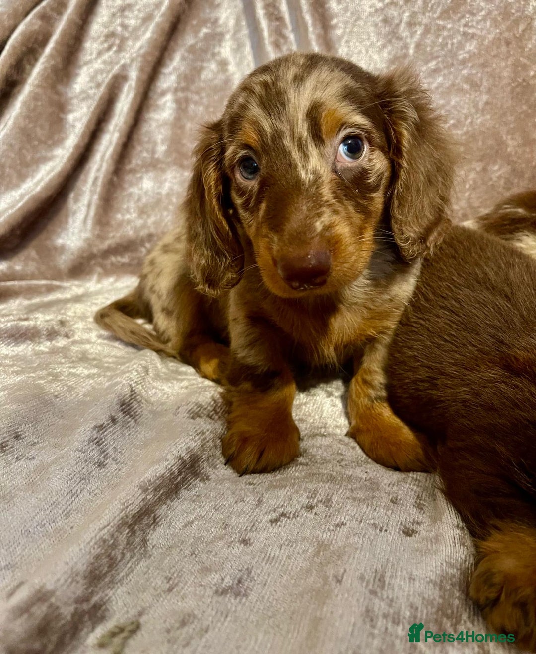 Miniature Dachshund dogs for sale: Long haired Dachshund puppies  - Image 5