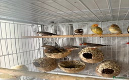 Canaries birds for sale: Bird Cage and Birds - Image 10