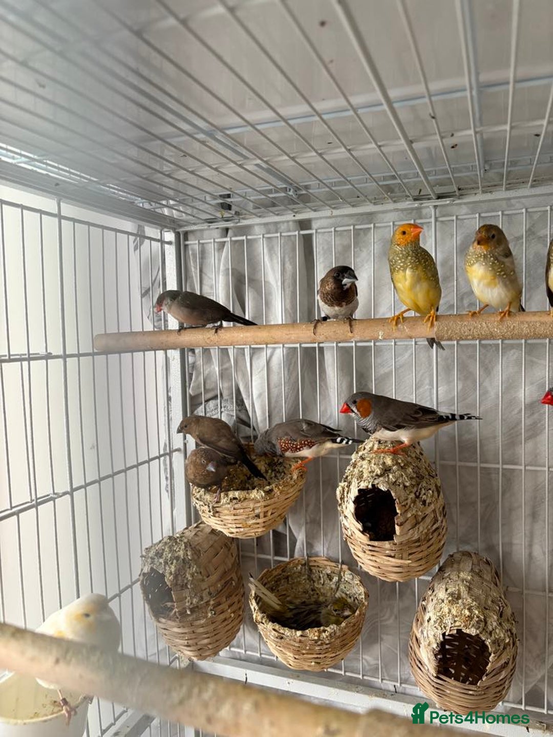 Canaries birds for sale: Bird Cage and Birds - Image 10