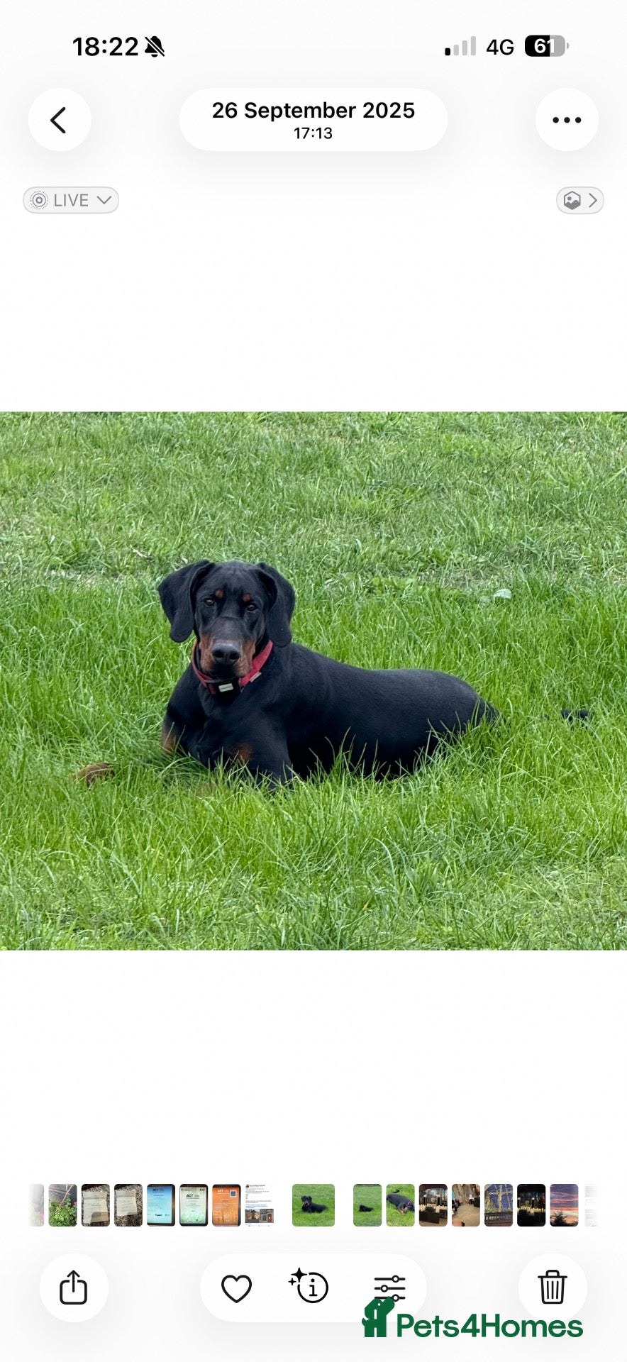 Dobermann dogs for sale: Championship Line European Doberman Puppies - Advert 2