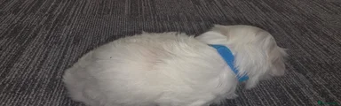 Maltese 1