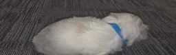 Maltese dogs for sale: Maltese puppies - Advert 16