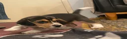 Beagle dogs for sale: Beagle – Beautiful Traditional Tri-Colour Beagles - Advert 8