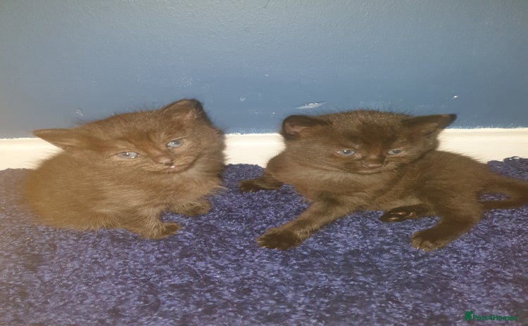 Domestic Shorthair cats - Advert 16
