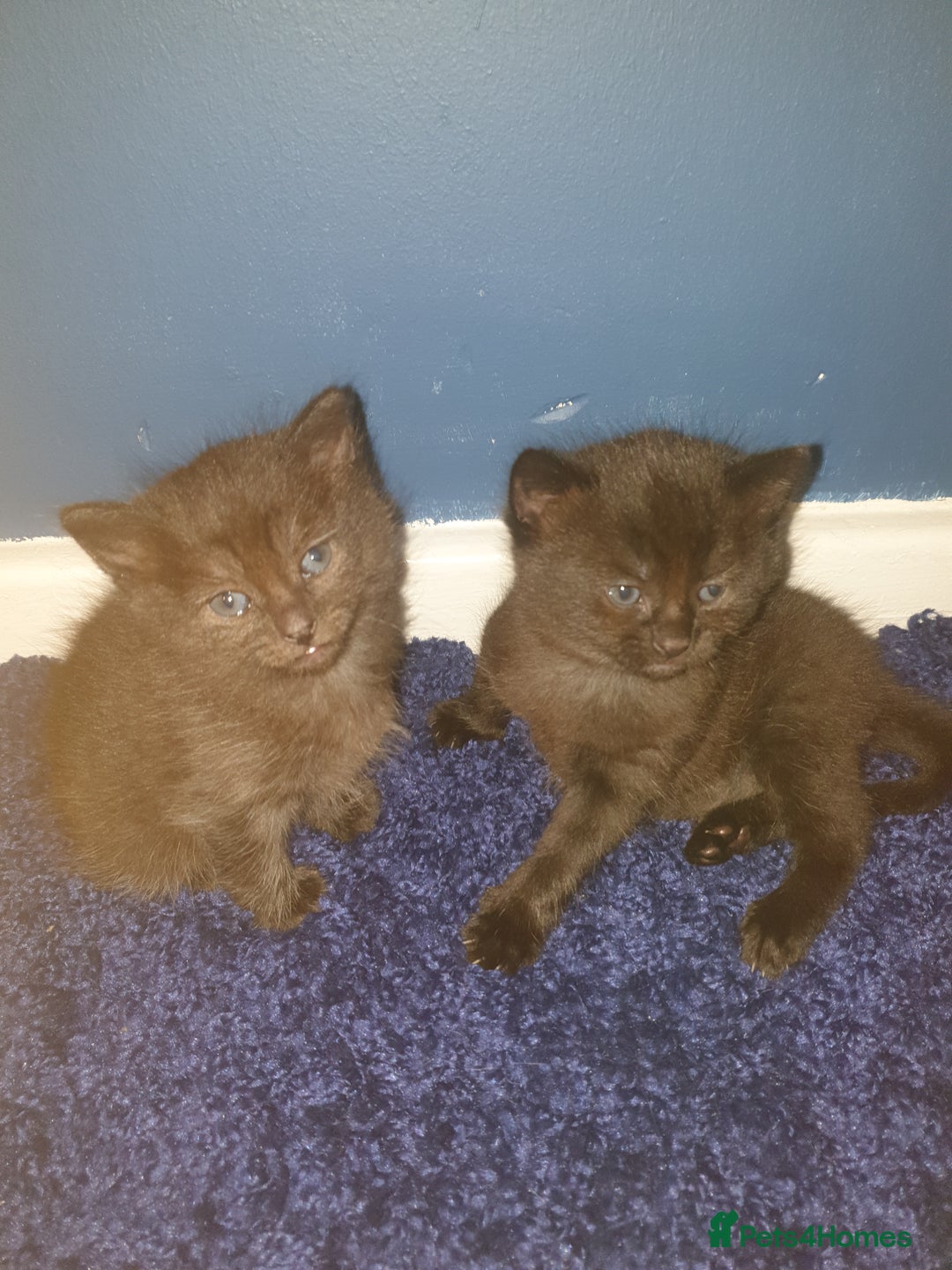 Domestic Shorthair cats for sale: Ghost tabby - Image 3