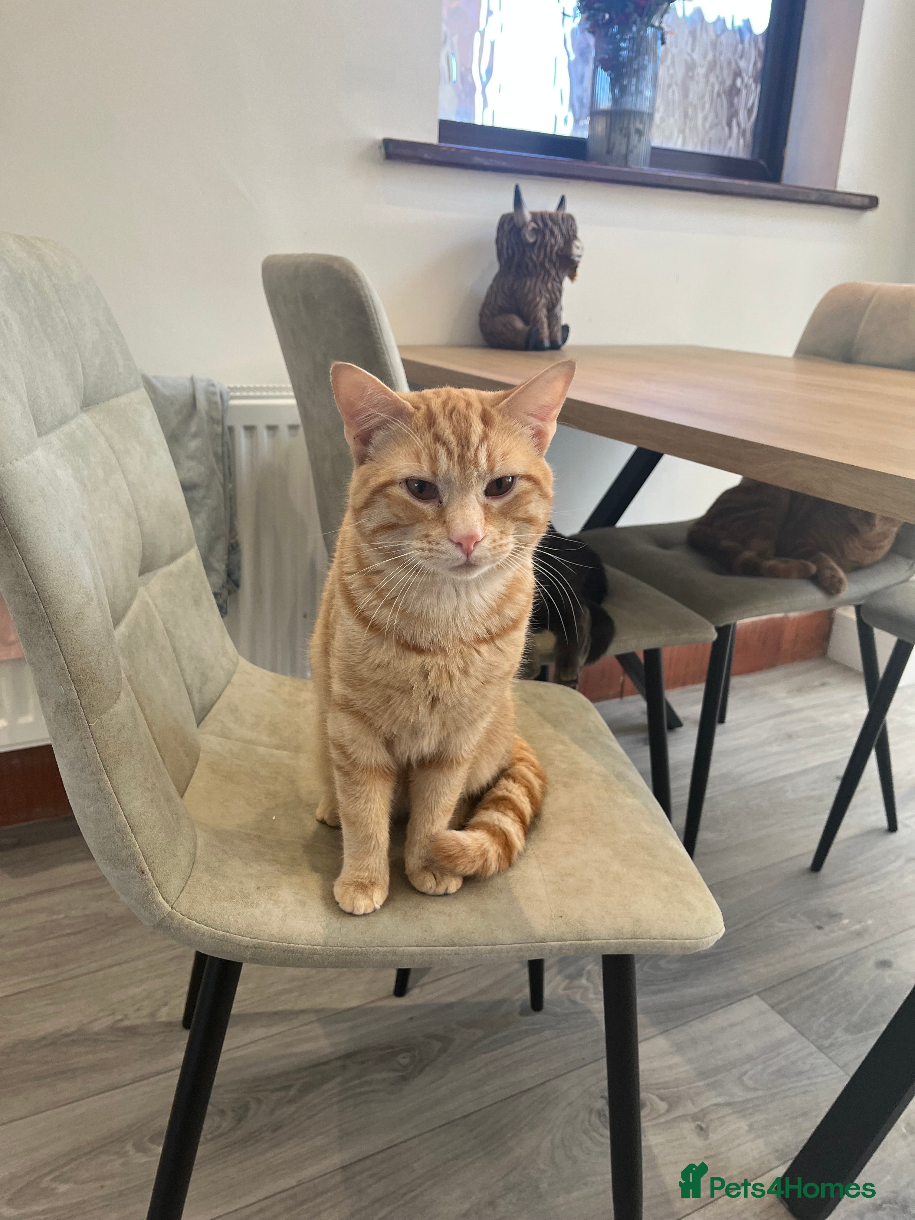 British Shorthair cats Lando orange cat  - Advert 8