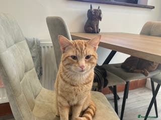 British Shorthair cats Lando orange cat - Advert 8