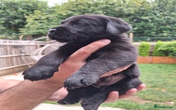 Labrador Retriever dogs for sale: six boys and six girls - Image 11
