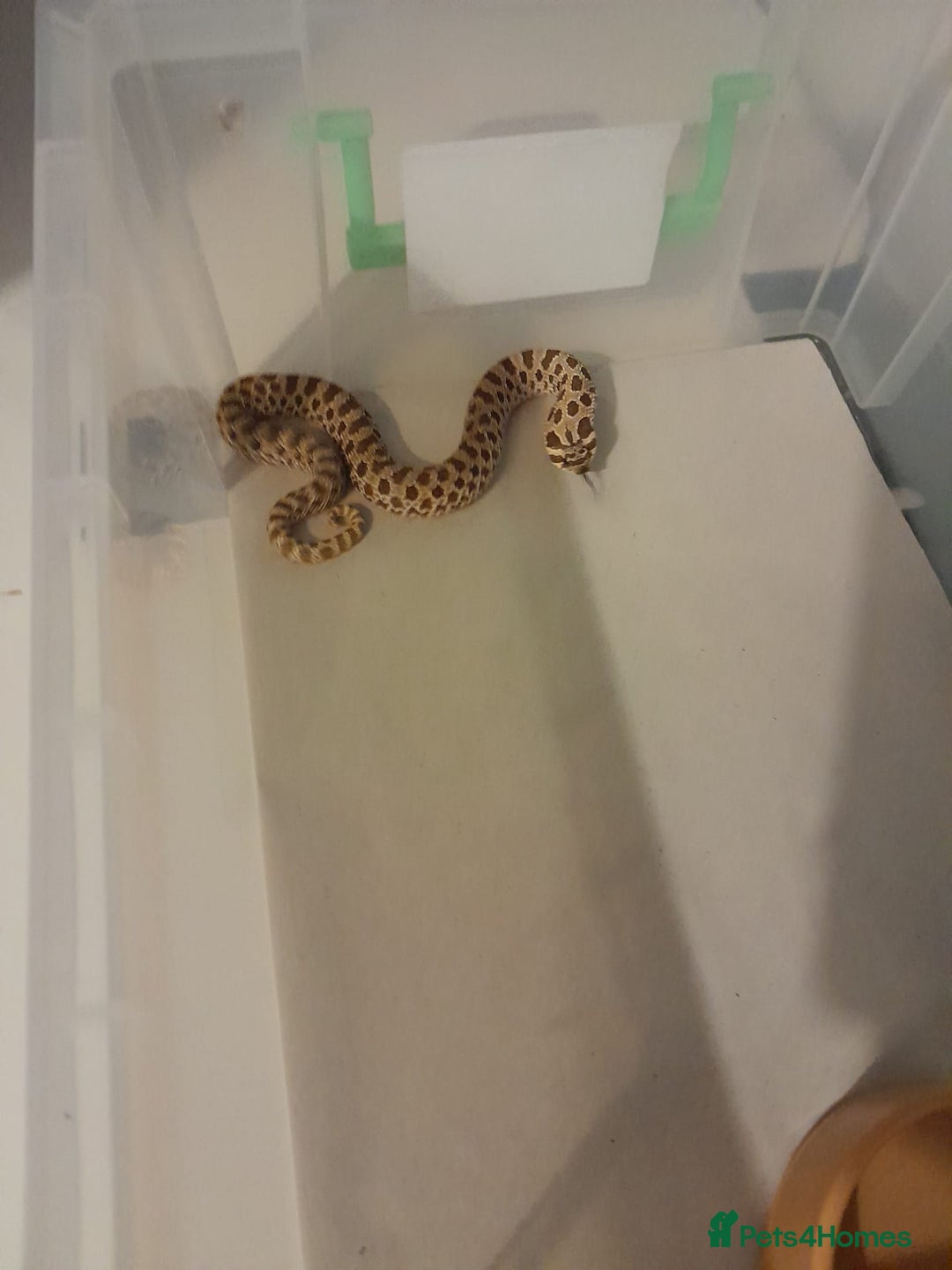 Snake reptiles for sale: Hognose snake  in Milton Keynes - Image 3