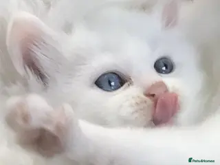 Ragdoll cats Flamepoint ragdoll boy 💙 - Advert 6