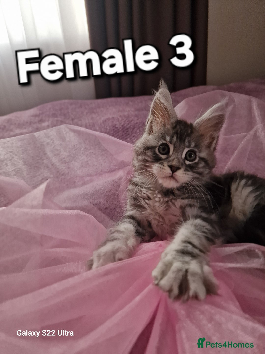 Maine Coon cats for sale: Pure Maine coon - Advert 5