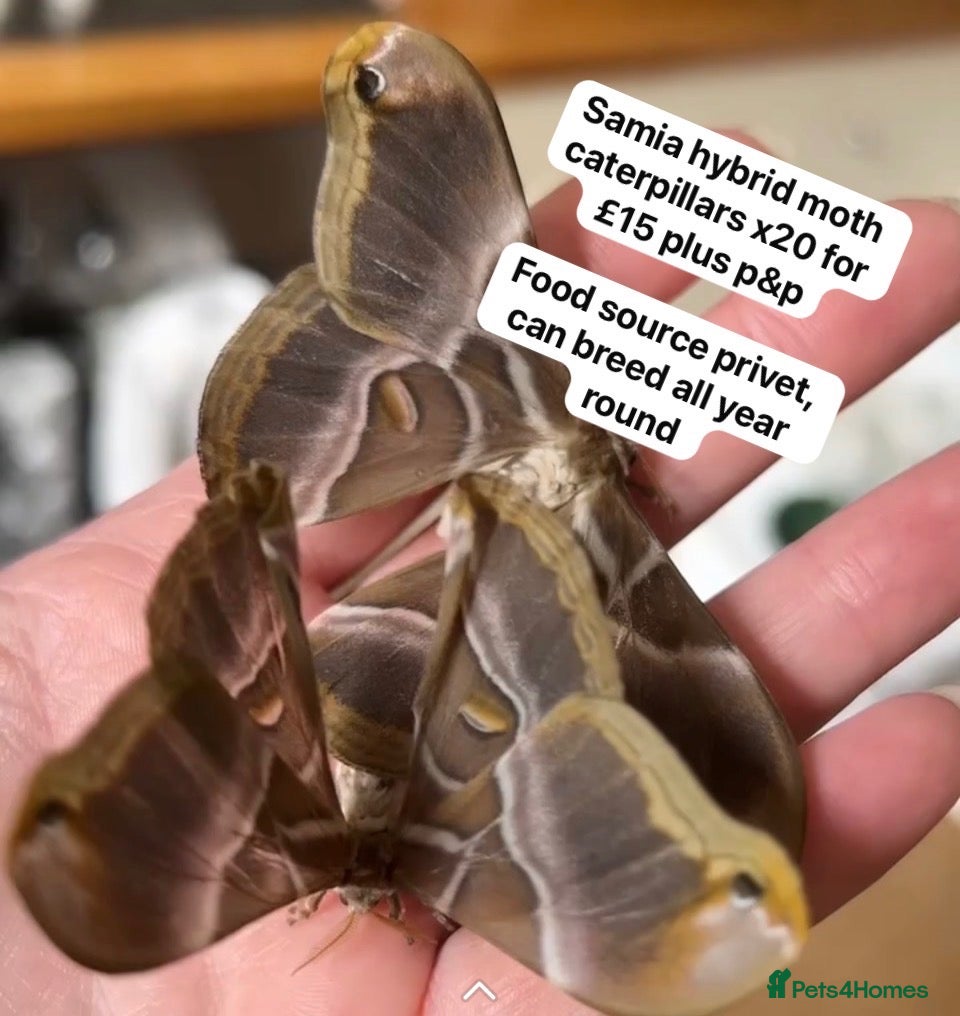 Mixed Breed invertebrates Samia Hybrid Moth Caterpillars  - Advert 1