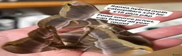 Mixed Breed invertebrates for sale: Samia Hybrid Moth Caterpillars  - Advert 1