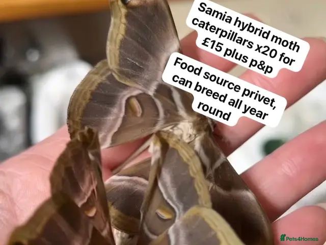 Mixed Breed invertebrates for sale: Samia Hybrid Moth Caterpillars - Advert 1