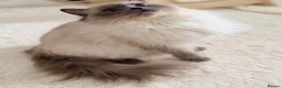 Ragdoll cats for sale: Champion pedigree Chucky Ragdoll babies  - Advert 4