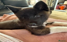 Akita dogs for sale: Rene the American Akita puppy  - Image 3