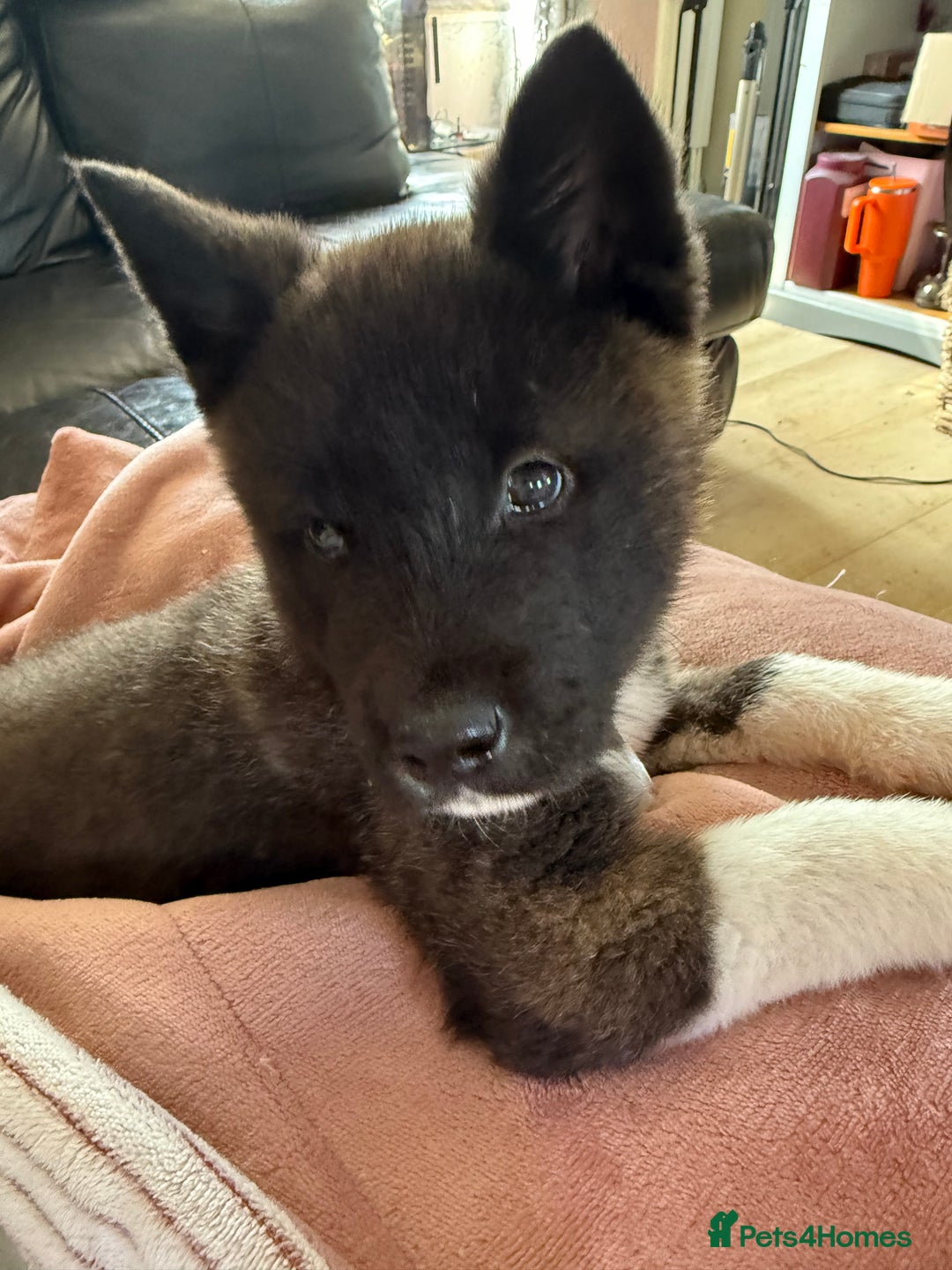 Akita dogs for sale: Rene the American Akita puppy  - Image 3