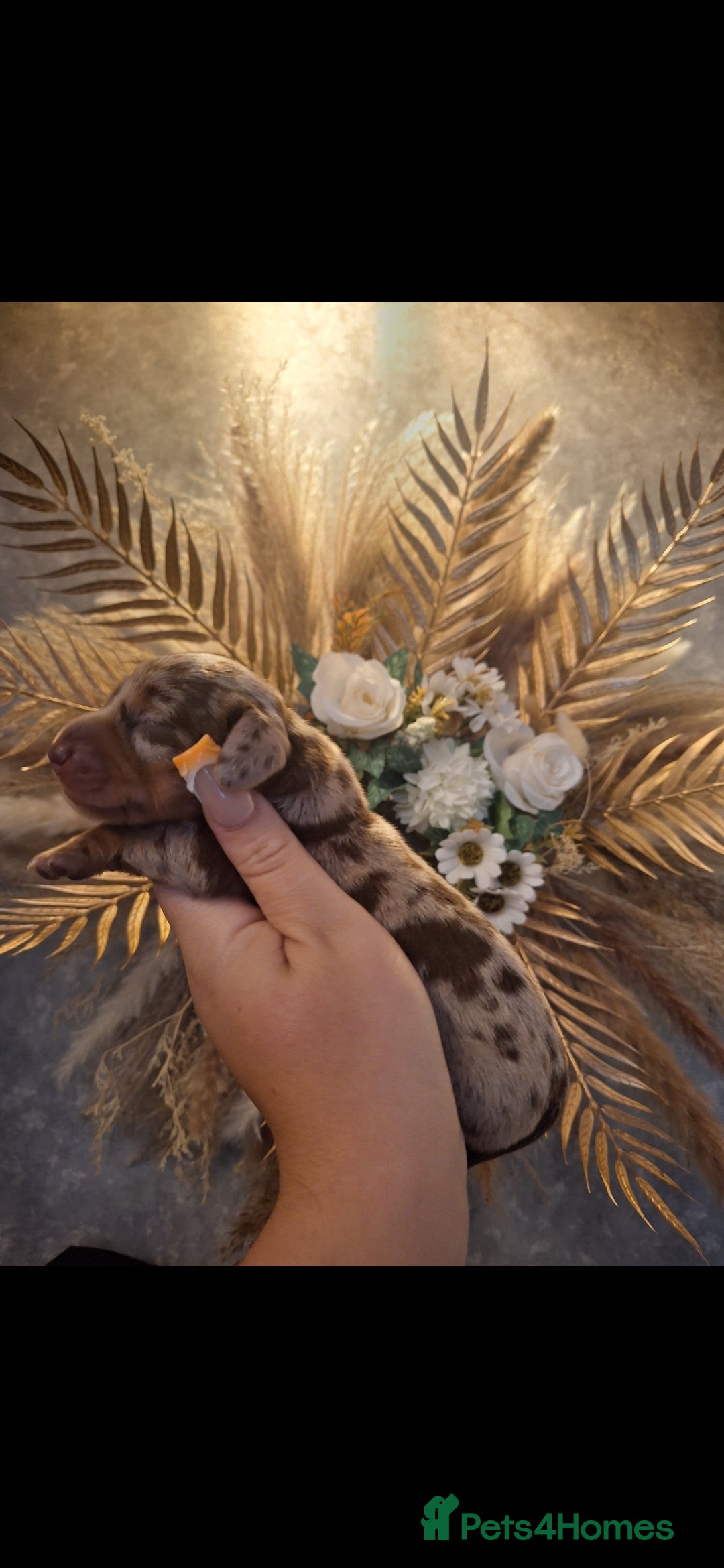 Miniature Dachshund dogs for sale: Fluffy carrier Miniature daschound puppies 🐶  - Image 1