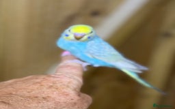 Budgerigars birds for sale: Rainbow budgie hand reared  - Image 5