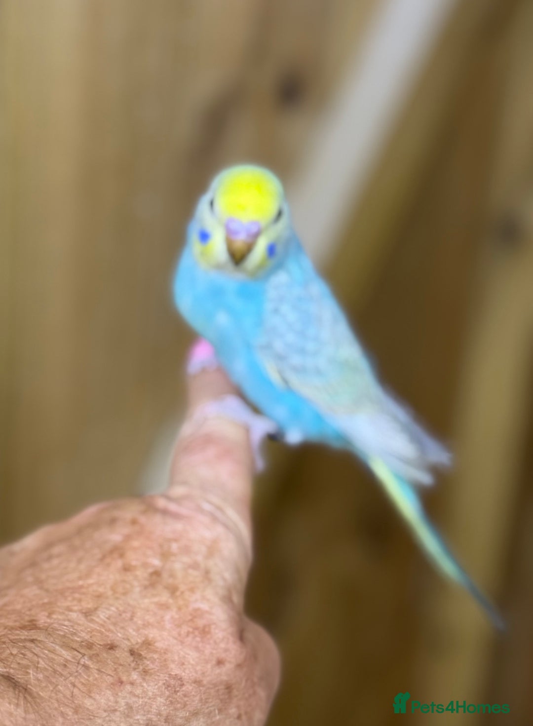 Budgerigars birds for sale: Rainbow budgie hand reared  - Image 5